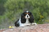 CAVALIER KING CHARLES 145